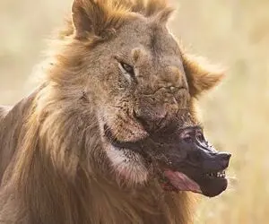 بدایع حیات وحش؛ شیر سفاک بابون بلعید کله شو نتونست بکنه نشخوار کرد تا کامل شه