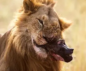 بدایع حیات وحش؛ شیر سفاک بابون بلعید کله شو نتونست بکنه نشخوار کرد تا کامل شه