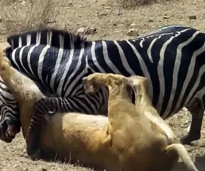 از جذابیت های حیات وحش؛  شیرها با نقشه شومشون دست به یکی کردن و زَهره گورخر و ترکوندن!