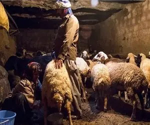 قیمت دام زنده امروز 24 شهریور 1404 / قیمت گوساله به کانال 200 هزار تومان برگشت + جدول