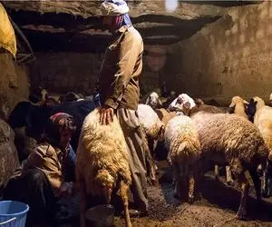 قیمت دام زنده امروز 24 شهریور 1404 / قیمت گوساله به کانال 200 هزار تومان برگشت + جدول