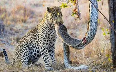 جنگ حیات وحش/ جنگ یوز تا مرگ آناکوندا /تا پای مرگ با همدیگه میجنگند