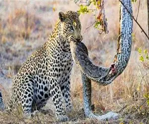 جنگ حیات وحش/ جنگ یوز تا مرگ آناکوندا /تا پای مرگ با همدیگه میجنگند