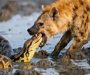 بدایع حیات وحش / کفتار دیوونه شه براش کوچیک و بزرگ نداره شرحه میکنه میره جلو