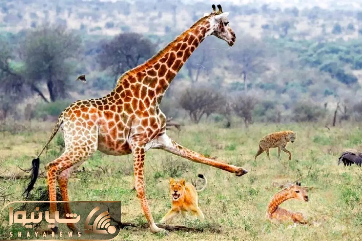 Giraffe Tries To Protect Her Baby From Lions, Hyenas and Jackals