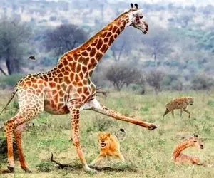 از جذابیت های حیات وحش؛ زرافه مادر برای نجات فرزندش یه تنه همه رو حریفه الا شیر نر 