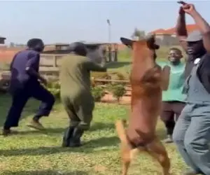 آواز مفرح؛ آقایون آفریقایی سگ نازنازی آوردن مسخره بازی از همه بهتر رقصید لایق شادباش