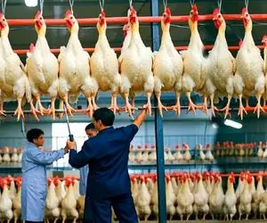 کارخانه حیوانات؛ پرورش میلیون ها مرغ برای بهره برداری از تخم مرغ و گوشت