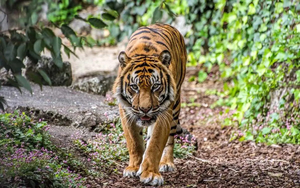 0_Sumatran-Tiger