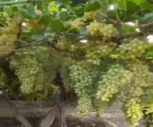 کشاورزی نوین؛ انگور کاشتن فکر نمیکردن انقد بار بده کارخونه کشمش زدن نمونه رو دستشون