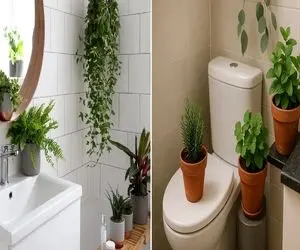 گیاهان آپارتمانی مختص دستشویی و حموم؛ اینا تاریکی این فضاها و رطوبتشون رو دووم میارن