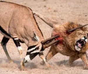 مستند حیات وحش / ایمپالا شیر و برنتابید شاخش روو فرو کرد تو قلبش