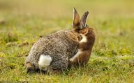شگفتی های حیات وحش؛ راسو سنگدل خرگوش تُپلی رو از گردن شقه کرد باورنکردنی! (ویدیو)