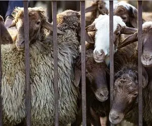 قیمت دام زنده امروز 4 اسفند 1404 + جدول