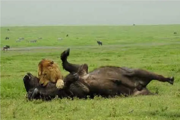 مستند حیات وحش؛ بوفالو عین سوسک دست و پا میزنه از دست شیر در بره