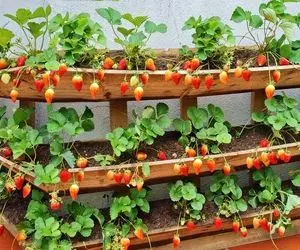 کشاورزی خلاقانه؛ یه روش عالی واسه کاشت توت فرنگی که خروار خروار محصول میده