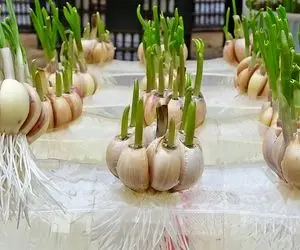 ایده های خلاقانه؛ باغچه نداری تو ظرف یکبار مصرف سیر بکار خروار خروار محصول میده