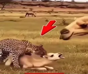 معماری طبیعت؛ پلنگ فک کرد بچه شتر بی صاحبه باباش اومد دست به یقه شدن چرخ و فلکش کرد