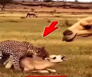 معماری طبیعت؛ پلنگ فک کرد بچه شتر بی صاحبه باباش اومد دست به یقه شدن چرخ و فلکش کرد