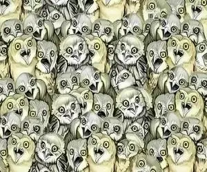 بازی فکری؛ یک گربه‌ی کوچک و موذی بین میان جغدها پنهان شده آیا  میتونی پیداش کنی