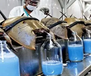 فراوری خرچنگ؛ با کلی کلنجار خرچنگ تو پر قو پرورش میدن تا بالغ بشه ازش خون آبی بگیرن