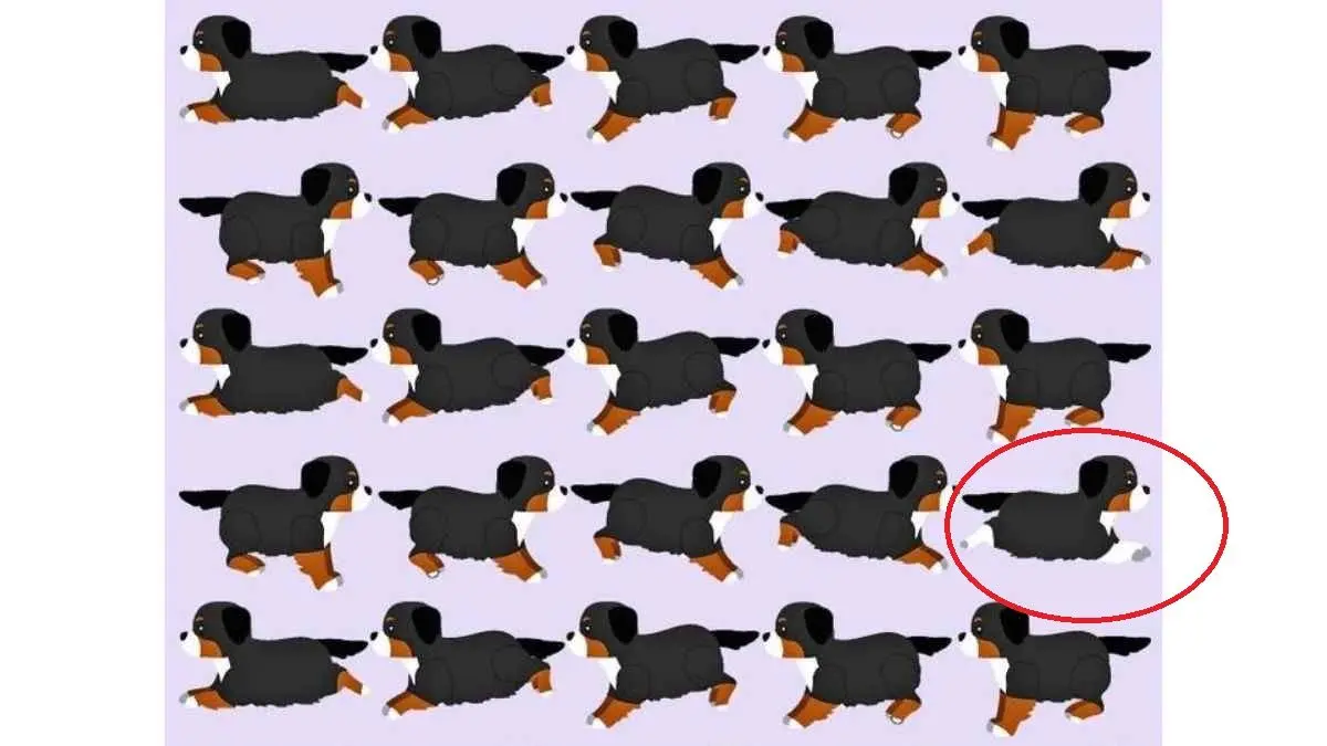 پاسخ-تست-بینایی-یافتن-توله-سگ-متفاوت