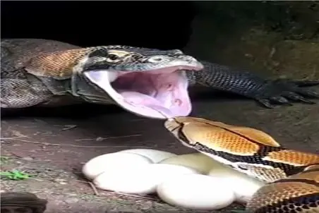 قلمرو حیوانات؛ کری خونی مار و کومودو سفاک سر تخم