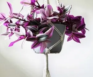 راهنمای نگهداری از برگ بیدی / این نکات رو رعایت کنی تضمینی گیاهت شاداب و سرحال میشه