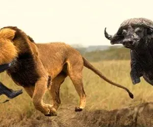 بدایع حیات وحش؛ شیر ددمنش گوساله رو قاپید بوفالو سفاک شرحه اش کرد کفتار بلعید