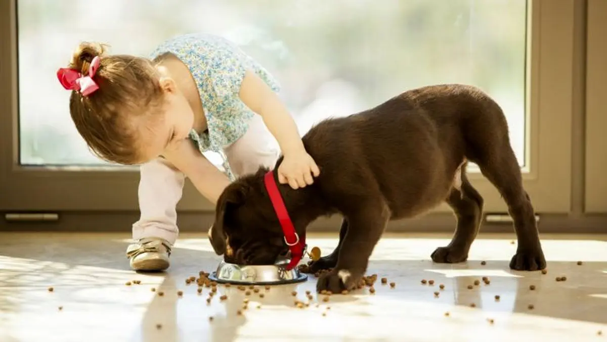 چرا سگ من همیشه گرسنه است