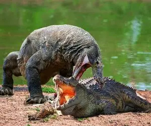 بدایع حیات وحش؛ کومودو سفاک شکم تمساح و پاره کرد بچه شو بلعید بعد خودشو خورد
