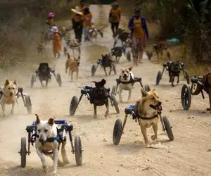 تصاویری تکان دهنده از سگ های معلول بر روی صندلی های چرخ دار  