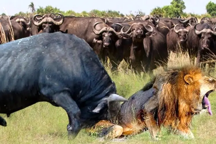 مستند حیات وحش؛ بوفالو و شیر