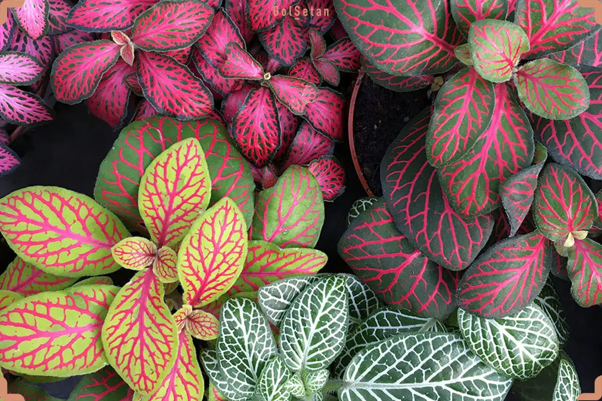 type-of-fittonia-plant