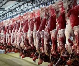 (جدول) قیمت دام زنده امروز ۲۹ مهر ۱۴۰۳/ واردات گوشت گرم و منجمد به ۷۵ هزار تن رسید