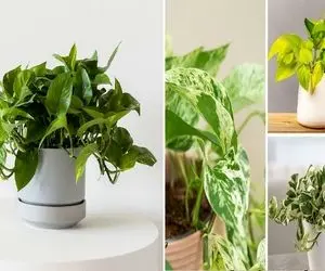 شرایط نگهداری گیاه آپارتمانی پتوس / بهش آب ندی خونتم نورگیرش بد باشه قهر نمیکنه صبوره