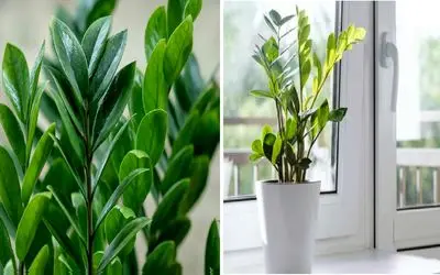 صفر تا صد نگهداری از گیاه زاموفیلیا/ هر چی باید درباره زاموفیلیا بدونی 