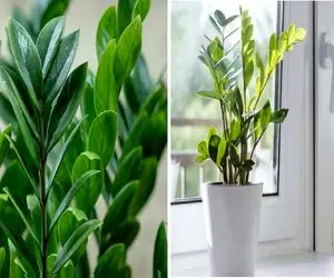 صفر تا صد نگهداری از گیاه زاموفیلیا/ هر چی باید درباره زاموفیلیا بدونی 