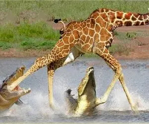 مستند حیات وحش؛ جنگ مذبوحانه تمساح برای قطع کردن پای مزاحم از قلمروش