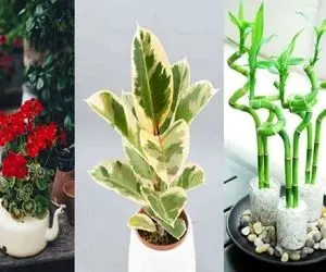 گیاهان خوش یمن آپارتمانی / تو خونه خیلی دعواتون میشه اینا محبتو زیاد میکنن اومد دارن