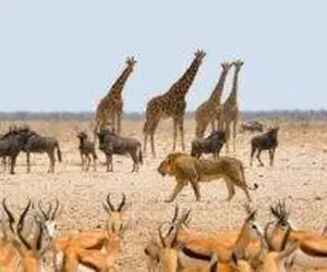 مستند حیات وحش؛ حیوانات از هر دسته به جان هم افتاده اند