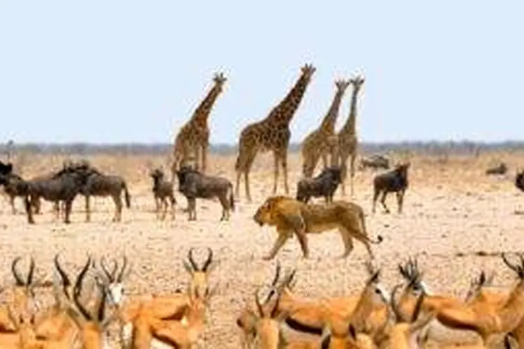 مستند حیات وحش؛ حیوانات از هر دسته به جان هم افتاده اند