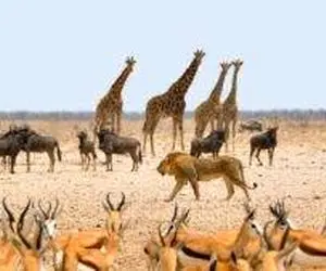 مستند حیات وحش؛ حیوانات از هر دسته به جان هم افتاده اند