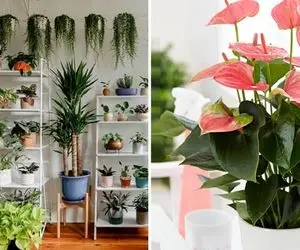 گیاهان آپارتمانی خواب آور / این گلا جوری واست لالایی میخونن که واسه کار خواب بمونی