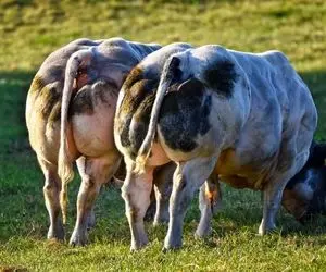 بزرگترین نژاد گاو در جهان؛ گاو های عظیمی که میشه باهاشون ده تا هیئت رو قیمه نذری داد