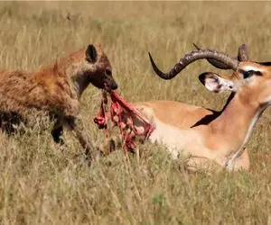 طبیعت وحشی؛ کفتاره افتاد تو چاهی که بهر ایمپالا کنده بود