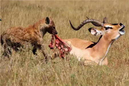 طبیعت وحشی؛ کفتاره افتاد تو چاهی که بهر ایمپالا کنده بود