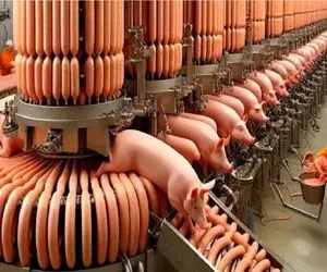 فرآوری خوک؛ 100000 خوک لجن قلمبه رو انداخت تو چرخ گوشت غول سوسیس تحویل گرفتن