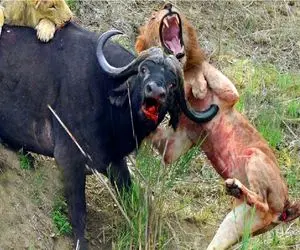 حیات وحش بی رحم؛ شیر با اون همه ابهت شد کیسه بوکس بوفالو