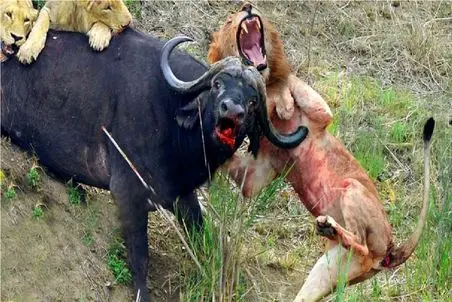 حیات وحش بی رحم؛ شیر با اون همه ابهت شد کیسه بوکس بوفالو